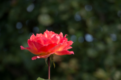 【京成バラ園(薔薇：フロージン’82)】20161023