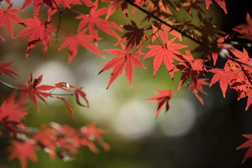 【九品仏浄真寺の紅葉】⑦20171202