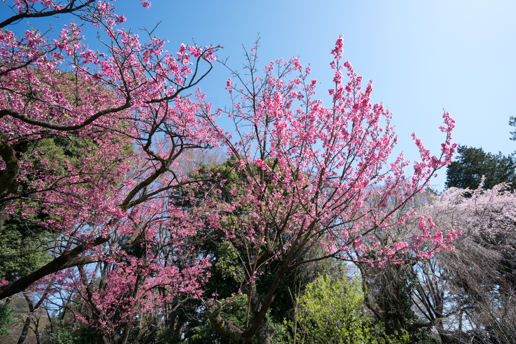 神代植物公園【寒緋桜】①20230319