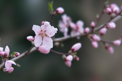 神代植物公園【アーモンド】④20190323