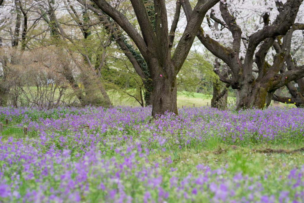 昭和記念公園【桜の園の紫花菜】①20170409