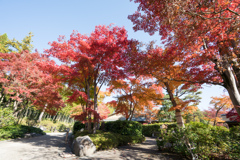 昭和記念公園【日本庭園：清池軒周辺の紅葉】①20231124
