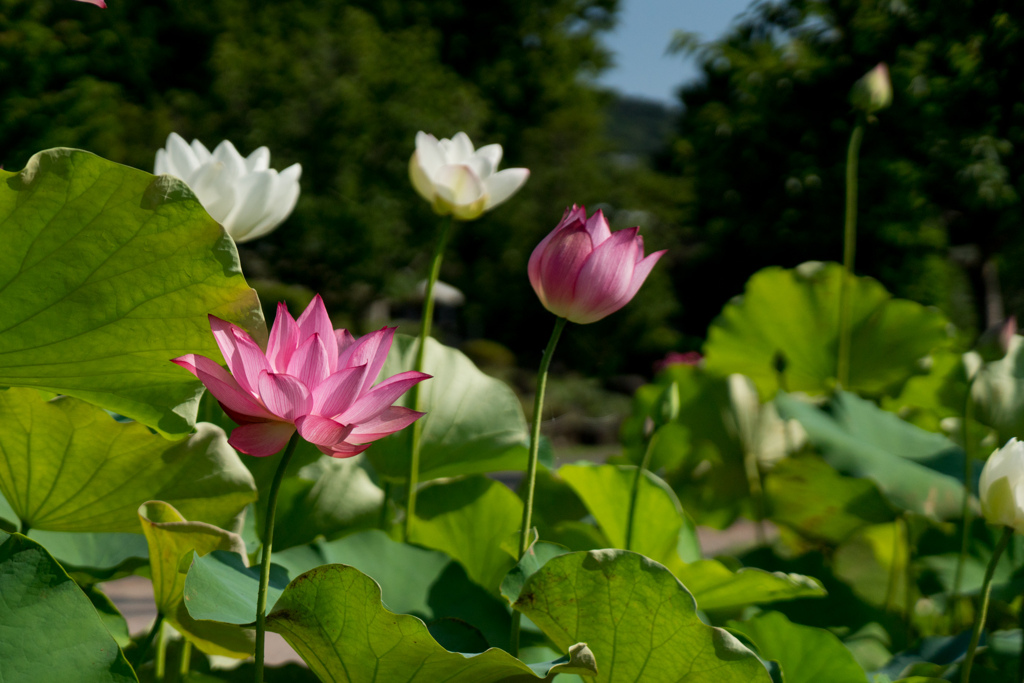 大船フラワーセンター【蓮の花：毎葉蓮】20230711