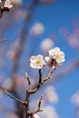 府中市郷土の森【梅の花：豊後】20200211
