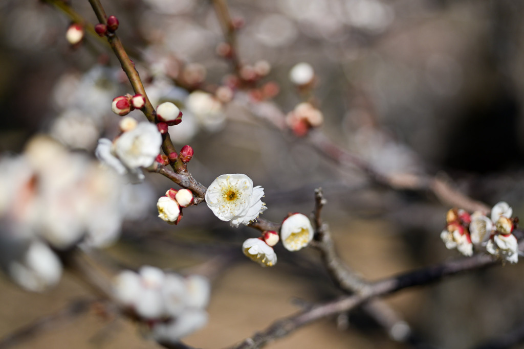 小田原フラワーガーデン【梅の花：八重野梅】20260130
