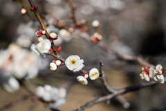 小田原フラワーガーデン【梅の花：未開紅】20260130