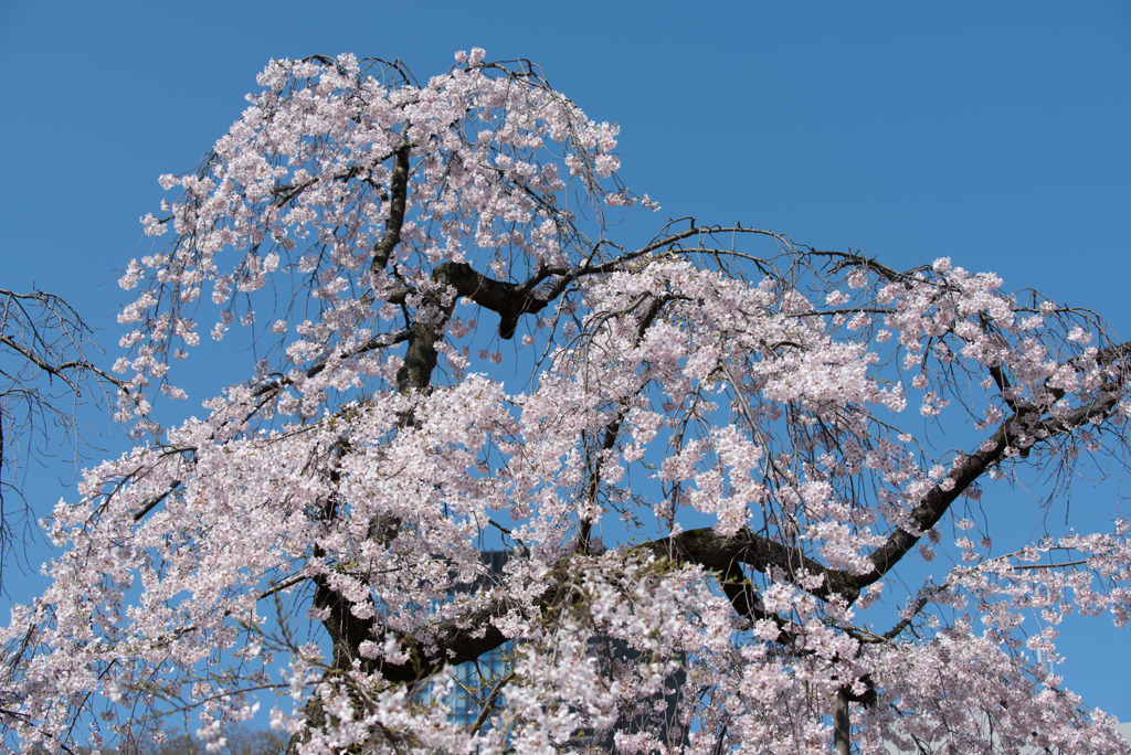 小石川後楽園【枝垂桜：馬場桜】②20180325