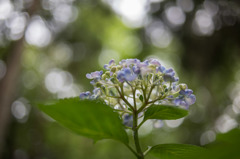 【薬師池公園(渦紫陽花)】③20160612