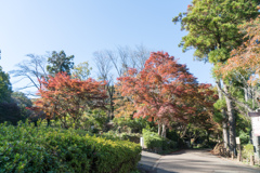 薬師池公園【薬医門への道沿いの紅葉】①20231119