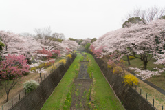 昭和記念公園【さくら橋付近】20170409