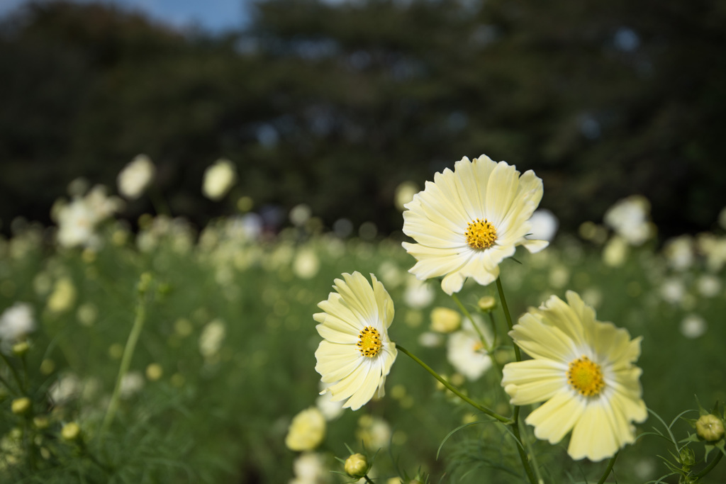 【昭和記念公園(イエロー・キャンパス)】④20141011