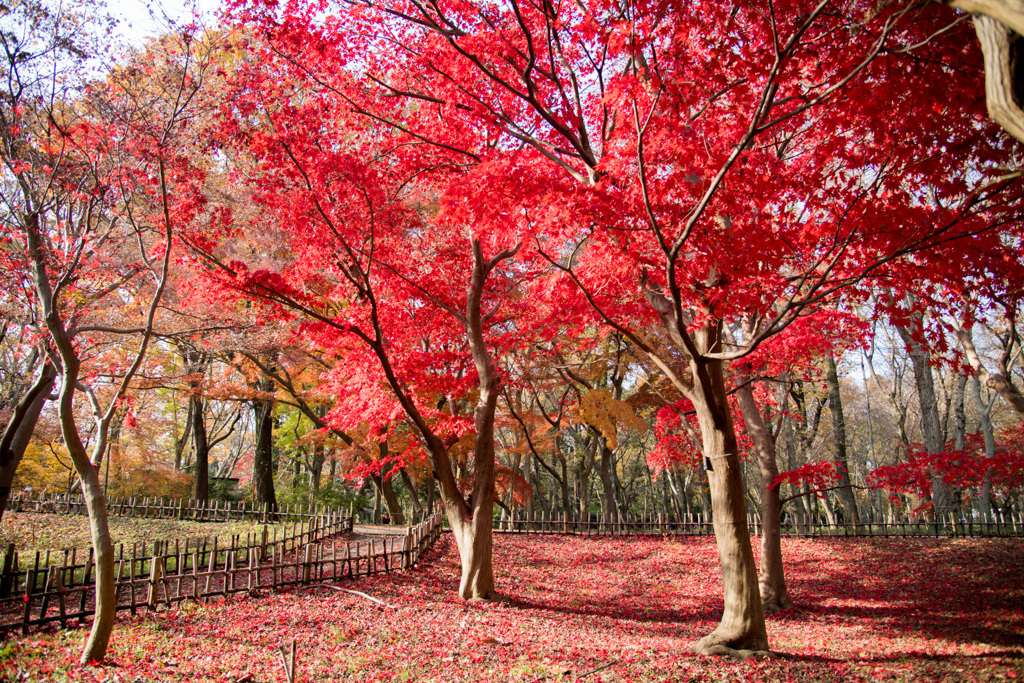 神代植物公園【かえで園の紅葉】⑤20201213
