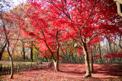 神代植物公園【かえで園の紅葉】⑤20201213