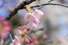 早春の神代植物公園【サクラ：神代曙】④20200315