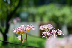 花菜ガーデン【春告げの小道：ナツズイセン】①20260817