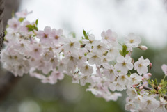 本牧山頂公園【サクラ：山桜】②20190330