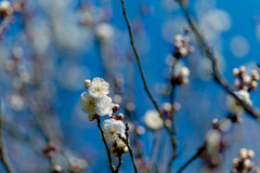 神代植物公園【梅：白難波】③20190126