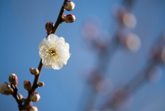 小田原フラワーガーデン【梅：辻村早咲】③20170107