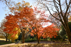 神代植物公園【自由広場(南口の紅葉)】①20241203