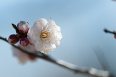 【小田原フラワーガーデン(淡路)】②20150214