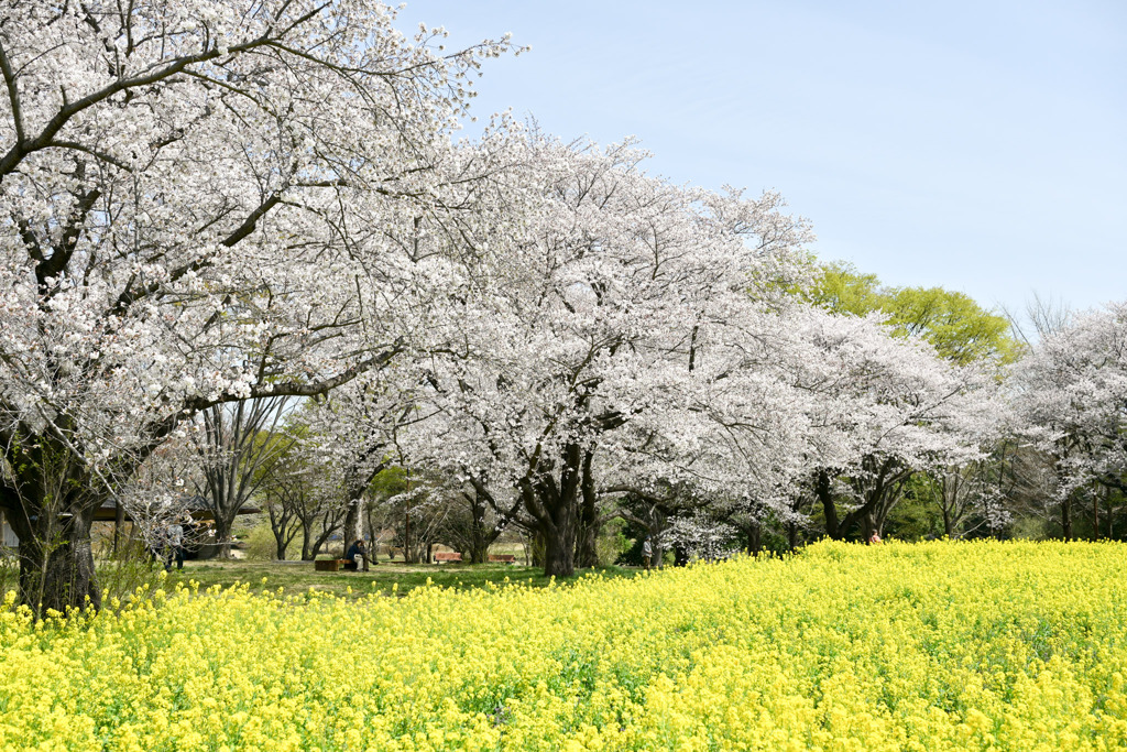昭和記念公園【花の園（ナノハナとサクラ）】③20250408