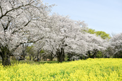 昭和記念公園【花の園（ナノハナとサクラ）】③20250408