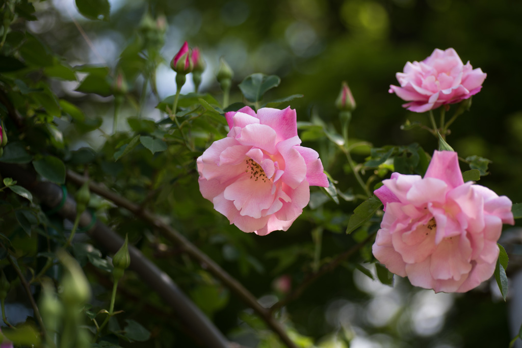 【大船植物園(スパニッシュビューティ)】20150503