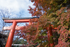 京都紅葉狩り【下鴨神社：紅葉】①20201123