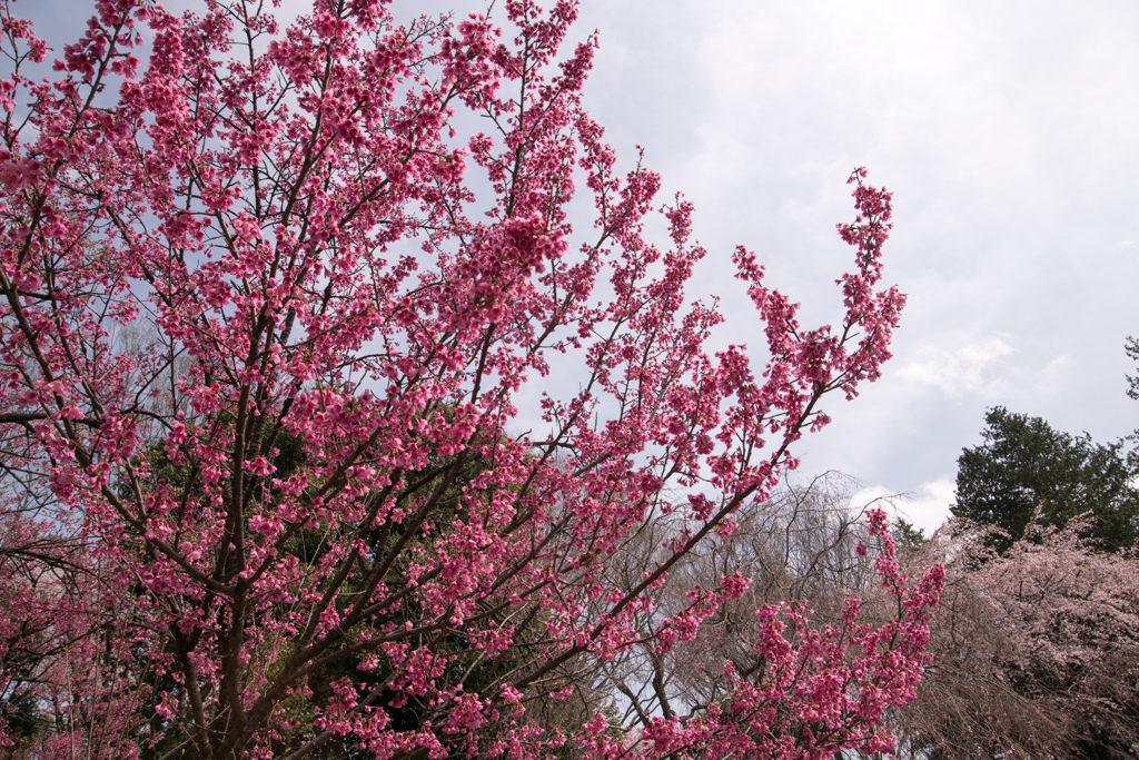 神代植物公園【サクラ：寒緋桜】①20220331