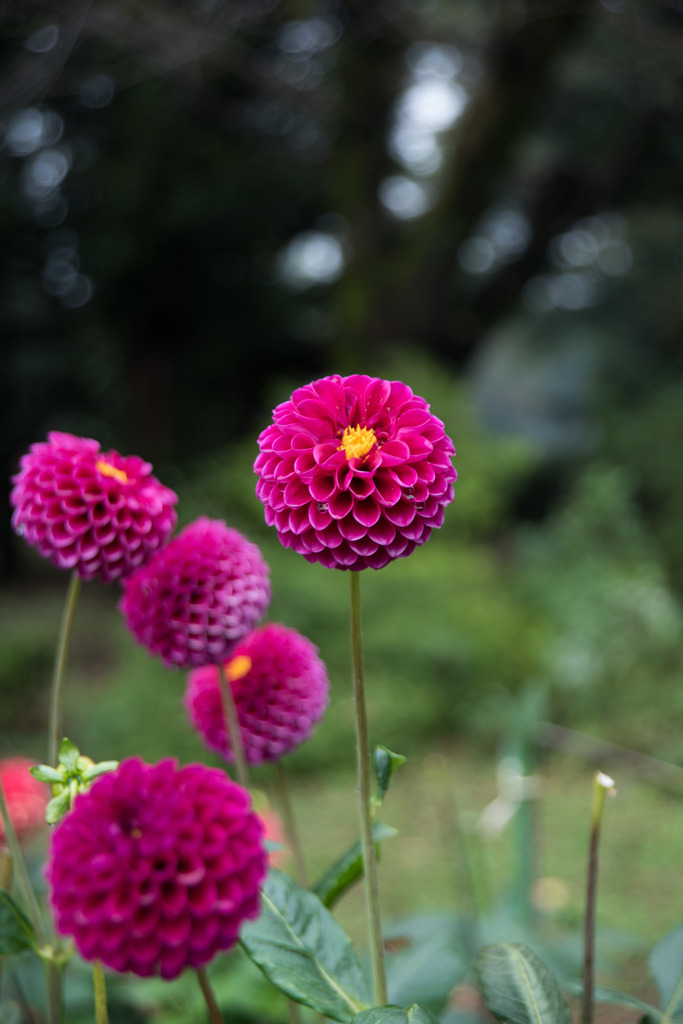 【神代植物公園(ダリア：グレープキャンディー)】20151011