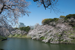 【千鳥ヶ淵緑道の桜】⑥20200326