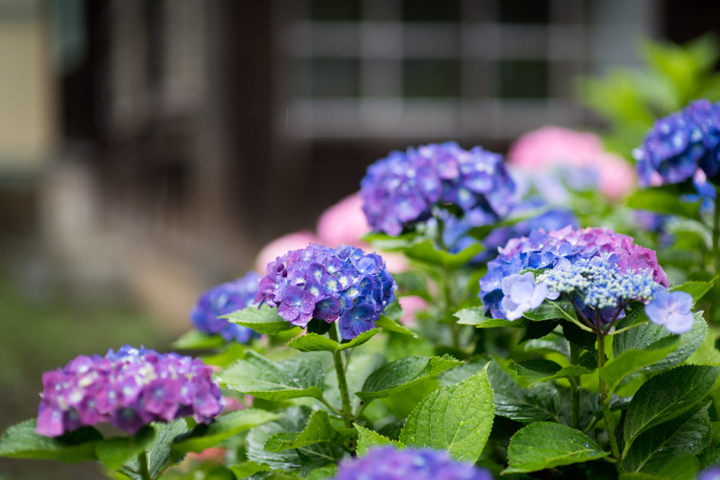 府中市郷土の森【アジサイ】a2、f=1.4_Nikkor_85mm