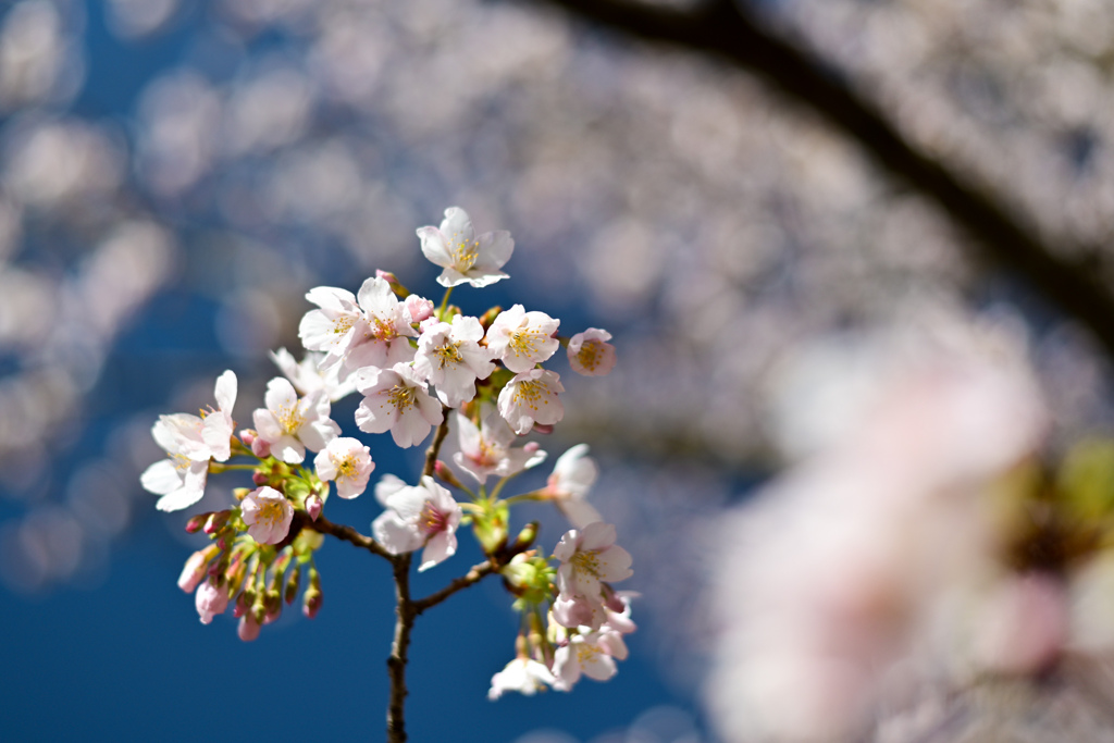 王禅寺ふるさと公園【玉縄桜】⑥20240226