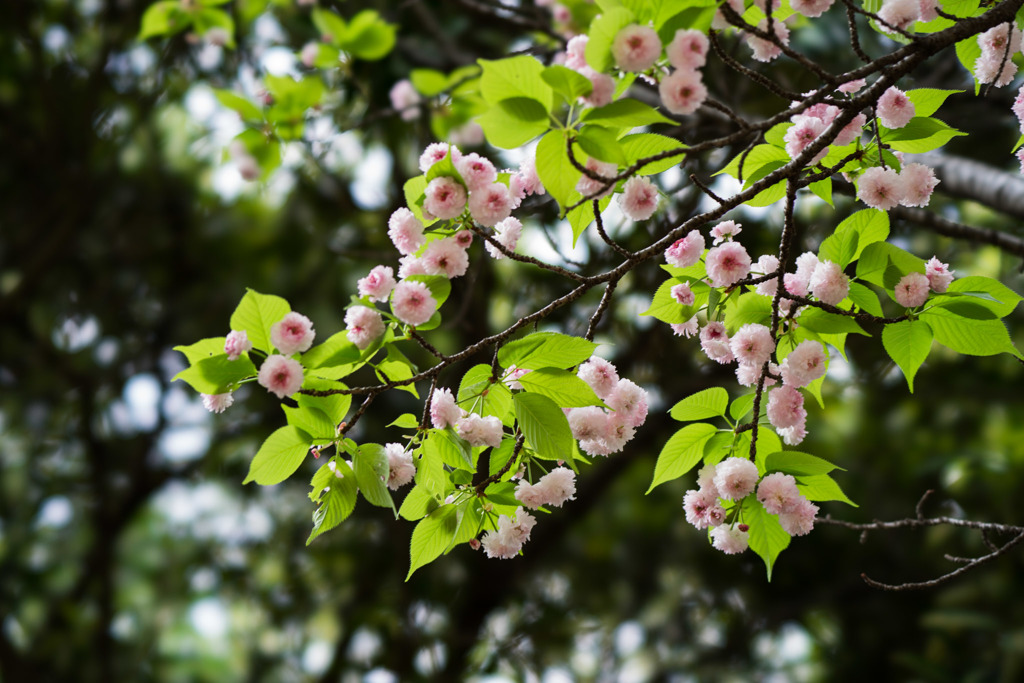 新宿御苑【里桜：兼六園菊桜】①20180408