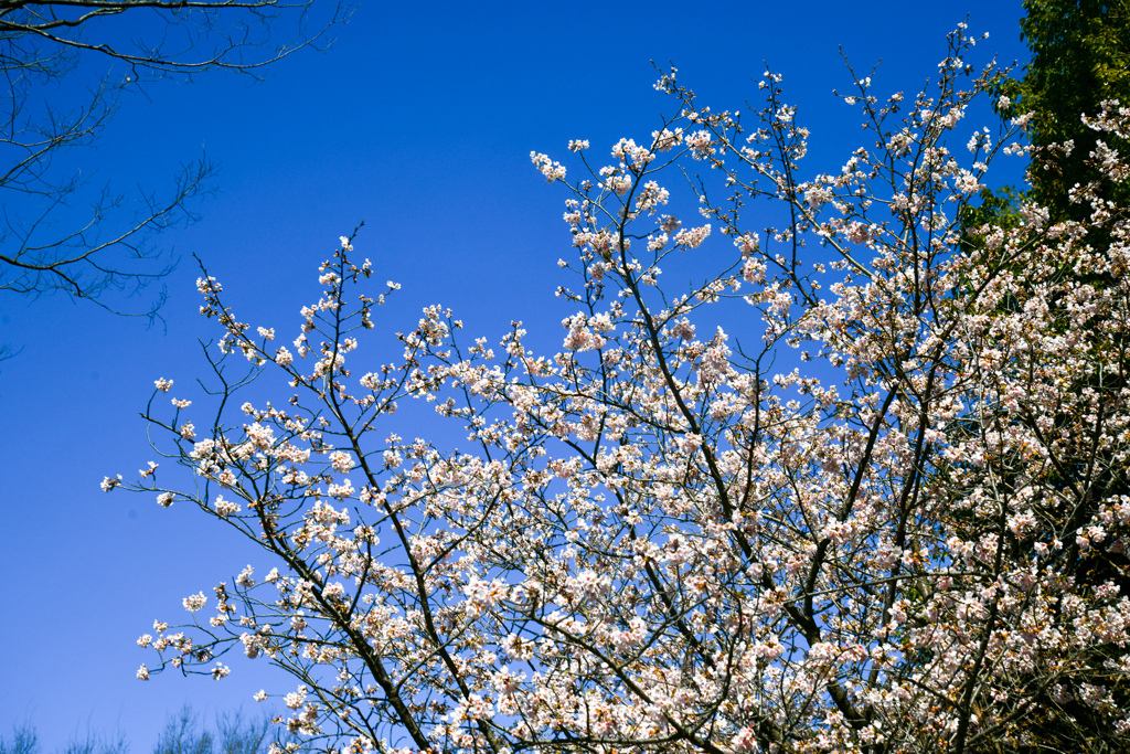 王禅寺ふるさと公園【玉縄桜】②20240226