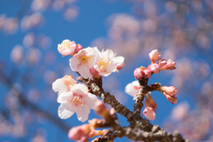 皇居東御苑【寒桜】③20170204