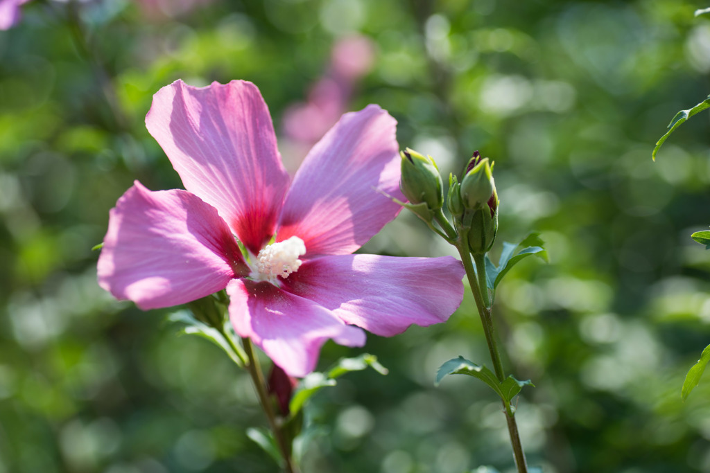 【大船植物園(ムクゲ：シングル・レッド)】20150802