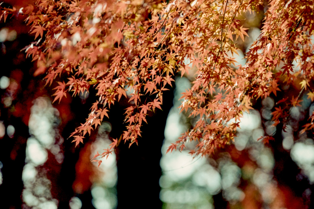 神代植物公園【自由広場の紅葉】⑯20201213