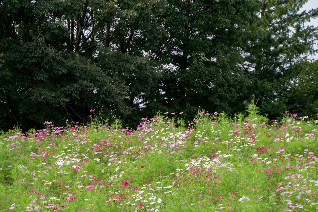 昭和記念公園【花の丘のコスモス：ドワーフ・センセーション】ズーム201709