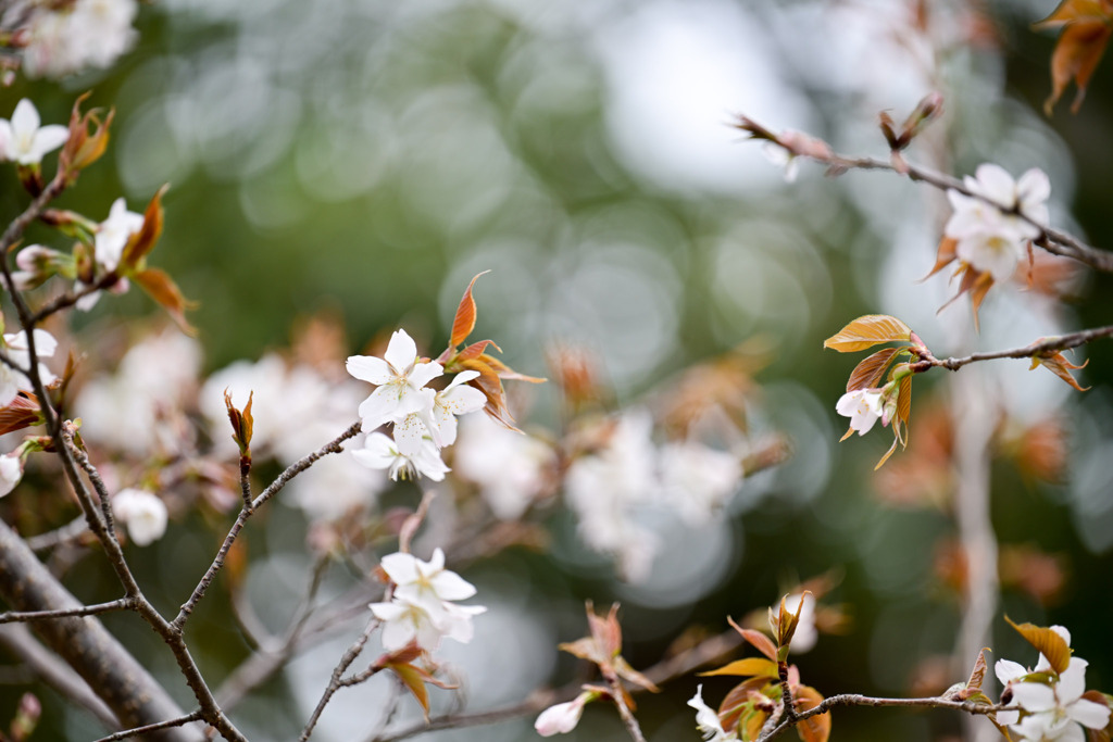 テリタビーズ公園【サクラ：山桜】①20250331
