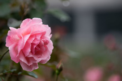 【神代植物公園(クイーン・エリザベス)】20151011
