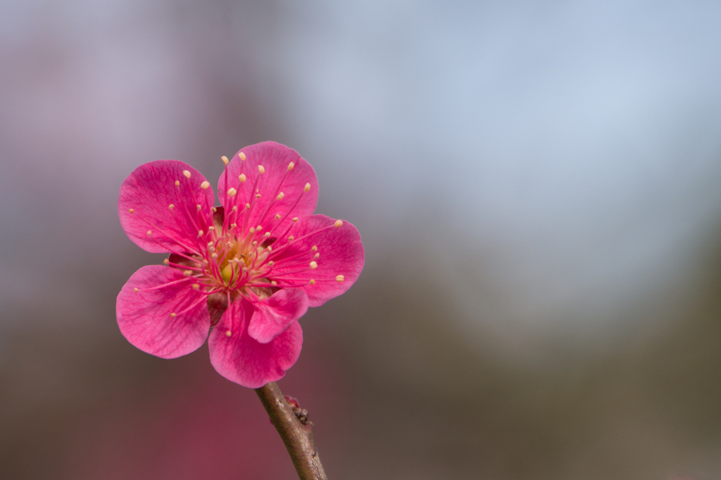 府中市郷土の森【梅：紅千鳥】20170304 by 写真道楽人 （ID：6490558） - 写真共有サイト:PHOTOHITO