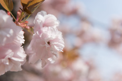 【新宿御苑(桜：普賢象)】②20150418