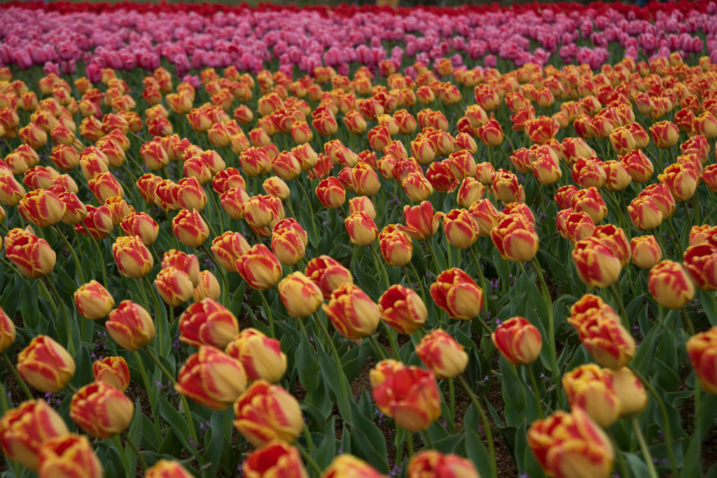 【花菜ガーデン(バニャルカ)】①20150404