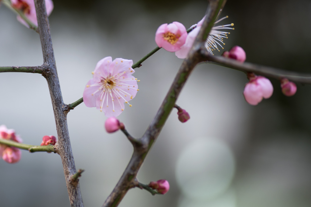 大船フラワーセンター【梅の花：道知辺】①20210206