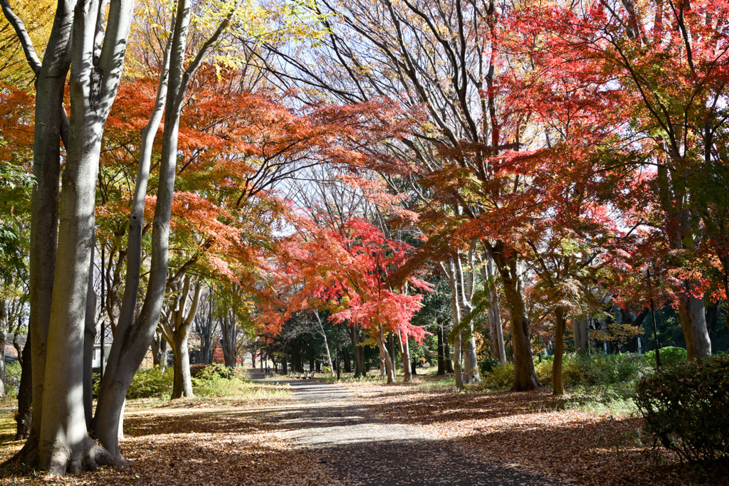 神代植物公園【自由広場(北口の紅葉)】①20251130