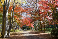 神代植物公園【自由広場(北口の紅葉)】①20251130