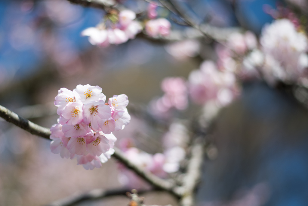 神代植物公園【神代曙の近景】⑤20230319