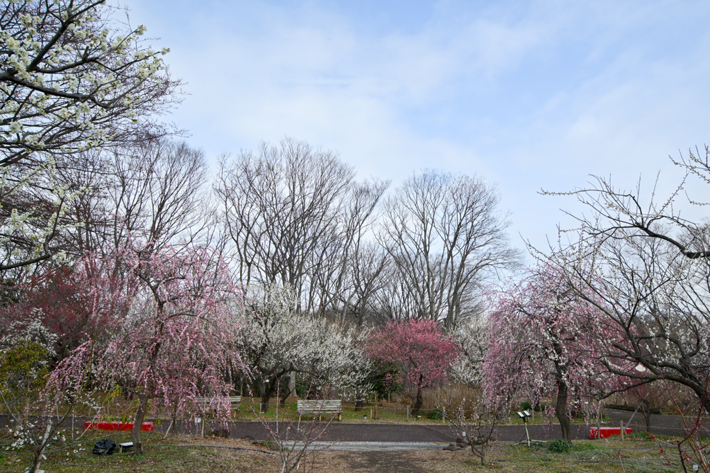 府中市郷土の森【梅園の様子】③20240220