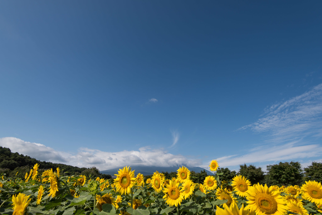 花の都公園【ヒマワリと富士山】20170903